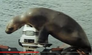 Одиссея Жака Кусто — Мыс Горн  Видео