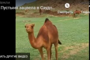 Сбываются древние пророчества, меняется климат… Пустыня зацвела в Саудовской Аравии 2023.