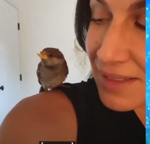 Этот спасённый ВОРОБЕЙ убеждён, что он собака! Посмотрите на его уникальный КЛЮВ!  Видео
