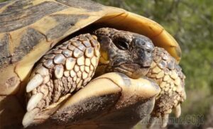 Черепахи на грани бессмертия, как долго они живут