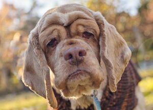 Верба. Рассказ