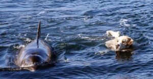 Каждый день лабрадор спешит на пристань, чтобы поплавать в заливе со своим другом