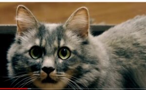 КАК ЖИВОТНЫЕ ЗАБИРАЮТ НАШИ БОЛЕЗНИ И СМЕРТЬ  Видео