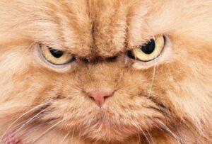 Смешной рассказ — Как я провёл отличный вечер в обществе двух красоток!