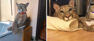 Спасенный пума по кличке Месси обожает свою жизнь избалованного кота и отказывается возвращаться в естественную среду