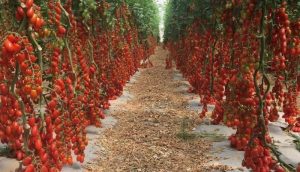 Откуда взялись помидорки черри