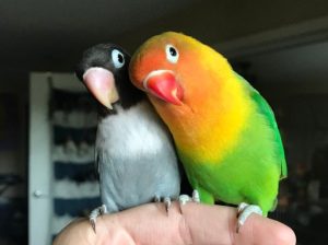 Попугай неразлучник и его яркая и необычная подружка стали родителями. Птенцы оказались прелестней родителей