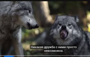 Волки вытащили ребёнка из утробы матери. То, что случилось дальше потрясло жителей!  Видео