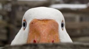 Анекдот о партизанской рекламе