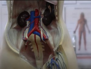 Почки: 3 самых вредных и 4 самых полезных продукта  Видео