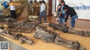 Священник из Эквадора хранил у себя скелет 7-метрового великана.