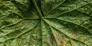 Израиль распространяет по всему миру… клещей. Почему иностранцы платят за них миллионы? Источник: https://detaly.co.il/v-izraile-vyrashhivay