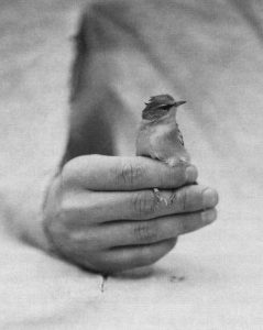 Лет десять назад я посмотрела спектакль «white bird”. Он шел на английском с субтитрами, хотя и так все было понятно.