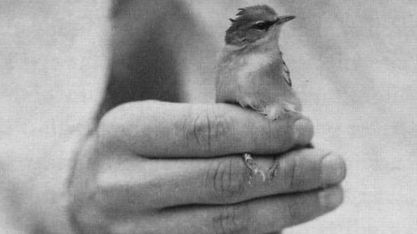 Лет десять назад я посмотрела спектакль «white bird”. Он шел на английском с субтитрами, хотя и так все было понятно.