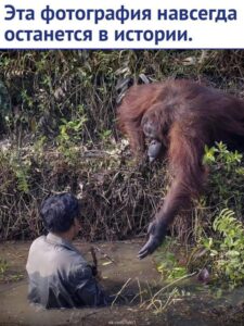 Животные учат нас добру…