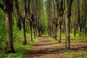 Ученые говорят, что деревья влияют на развитие IQ  — Агата Кловская