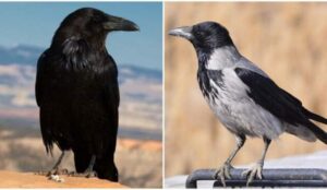 Чем вороны отличаются от ворон: 9 особенностей между пернатыми