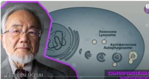 ВЕЛИЧАЙШЕЕ ОТКРЫТИЕ 21 ВЕКА! Гениальный Ученый Есинори Осуми и Его Метод Голодания  Видео