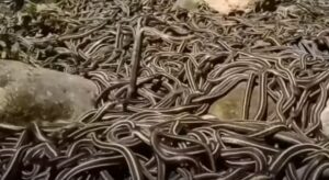 кеймада Гранди самый опасный остров в мире. змеиный остров.  Видео