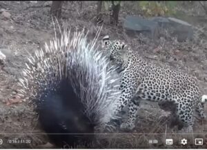 Хищники, которые Явно Ошиблись с Жертвой  Видео