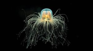 Медуза Turritopsis nutricula – единственное на Земле бессмертное существо