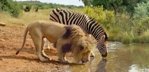 Правда ли, что животные не нападают друг на друга на водопое?