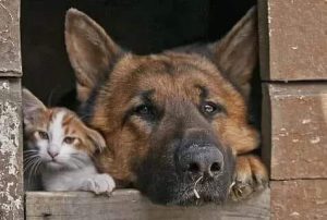 ЗАКЛЯТЫЕ ВРАГИ