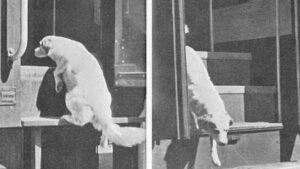 Как собака по кличке Лампо прославилась на весь мир