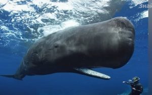 КАШАЛОТ — самый крупный хищник планеты! Фридайвер мира животных и Любитель гигантских кальмаров!  Видео