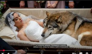 Волк не отходил от гроба женщины, а позже врач выяснил шокирующую правду!  Видео