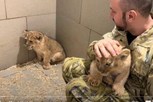 Великолепная пятерка львят еще не сдается, шипит, но уже и не так боится меня  Видео