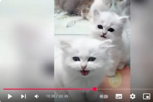 Самые смешные животные заставят вас смеяться до слез  Видео