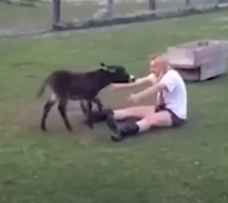 Попробуй НЕ ЗАПЛАКАТЬ! Топ 30 Моментов Встречи Животных с Хозяевами После Долгой Разлуки  Видео