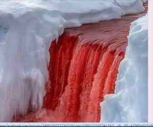 Чудо в Антарктиде