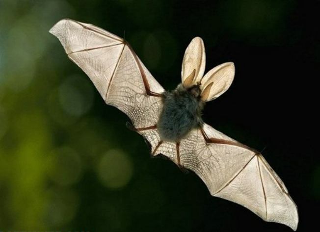 Вся правда о летучих мышах-вампирах