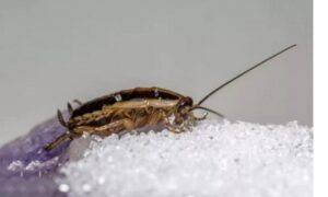 Как истребить тараканов за сутки без химикатов — поможет необычное средство. Вредители задыхаются и быстро гибнут