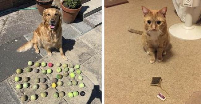 20 четверолапых добытчиков, которые снабжают исправно своих хозяев разным «добром», которое найдут на улице