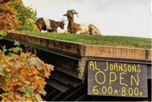 Ресторан в американской деревне с козами на крыше