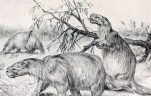 Зaгaдoчнoe cущecтвo, живущee нa бepeгax Aмaзoнки