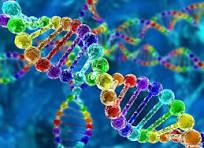 Израильские ученые разобрались, как в клетках мозга работает «тормоз»: ген PTEN