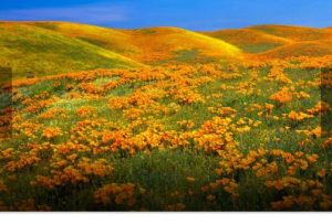 Заповедник «Долина Антилоп» возле Ланкастера, Калифорния