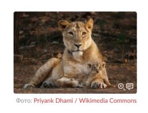 Редчайшие хищники съели трех человек за две недели. Как борьба за спасение исчезающего вида привела к патовой ситуации?