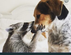 Енот-сирота, спасенный семьей с собаками, теперь тоже считает себя собакой