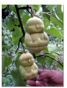 Необычные фрукты и овощи