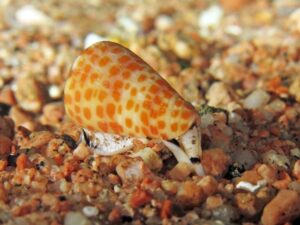 Мужчина едва не погиб, подобрав «красивую ракушку» в Красном море