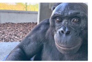 Умер один из самых умных карликовых шимпанзе Канзи. Он мог «разговаривать» с людьми, изготавливать каменные орудия и играть в Minecraft