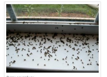 Мошки в квартире: как с ними совладать?