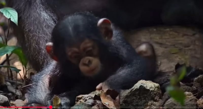 Канзи: Обезьяна гений, которая заговорила  Видео