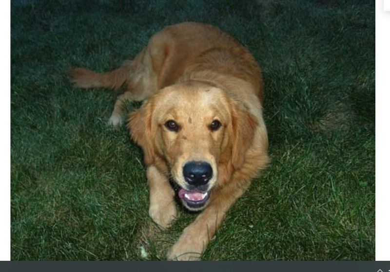 Этот пес каждый день приходил к ней в дом и ложился спать. Но он не был похож на бродячего!