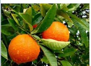 Любопытные факты об апельсинах